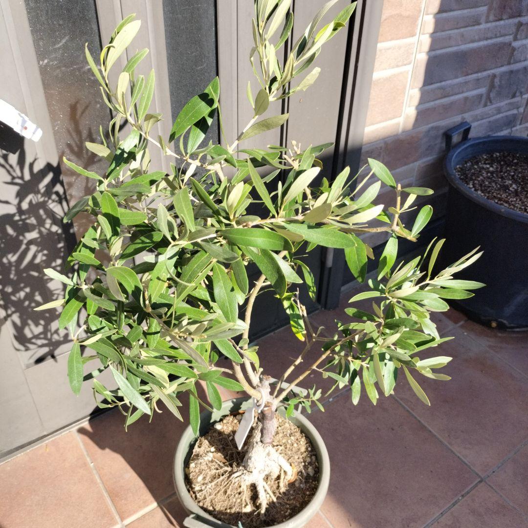 オリーブの木　ジャンボカラマタ　接ぎ木　小倉園