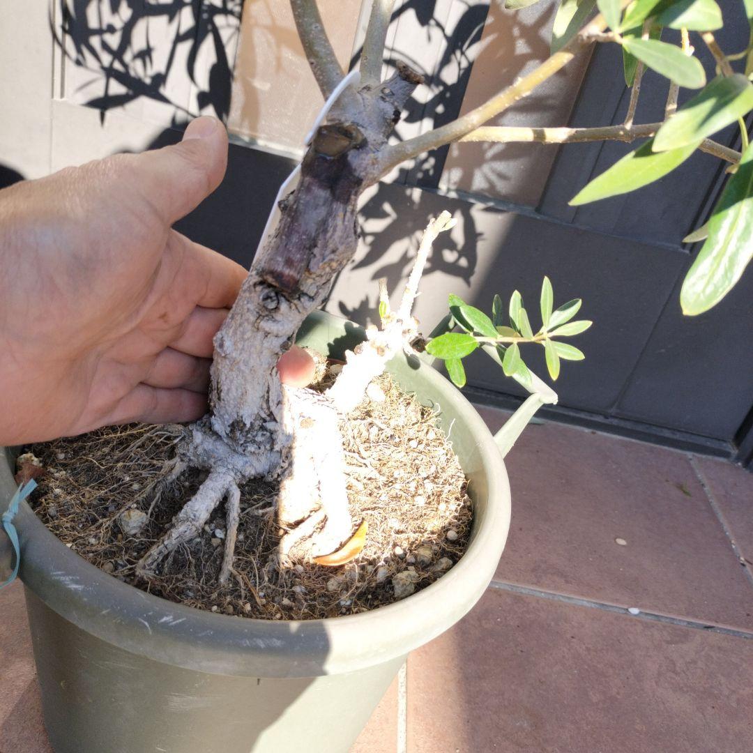 オリーブの木　ジャンボカラマタ　接ぎ木　小倉園