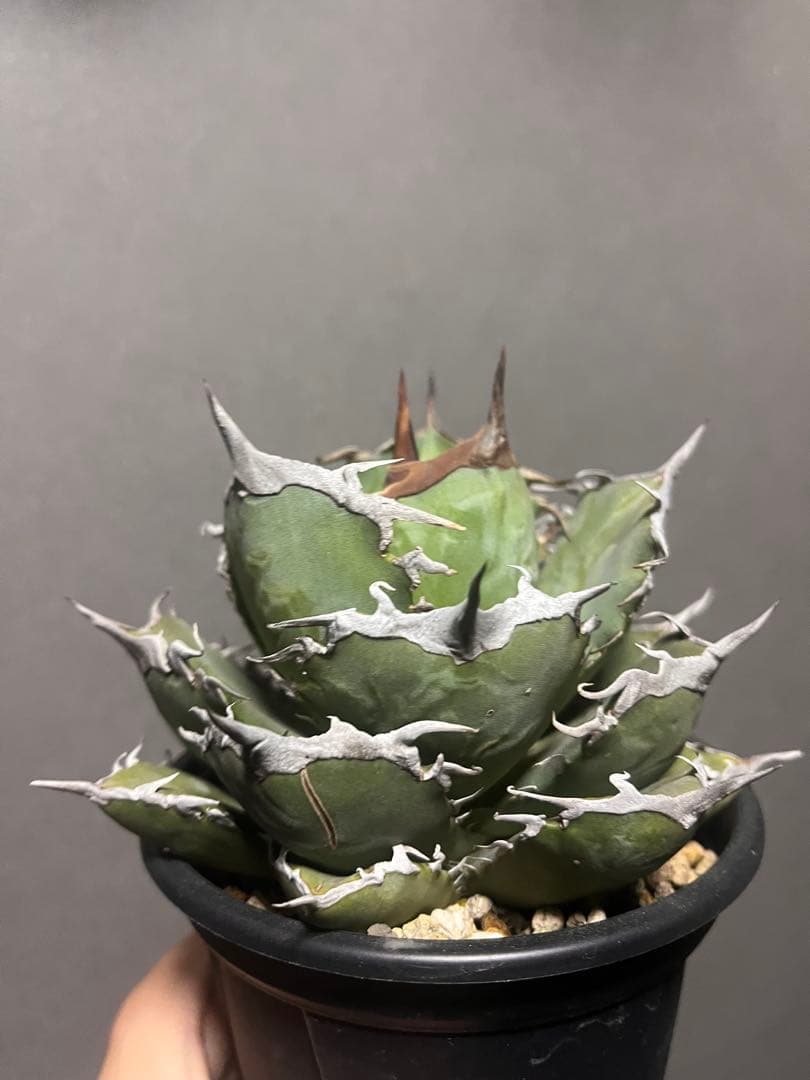 アガベ　阿修羅　中株サイズ