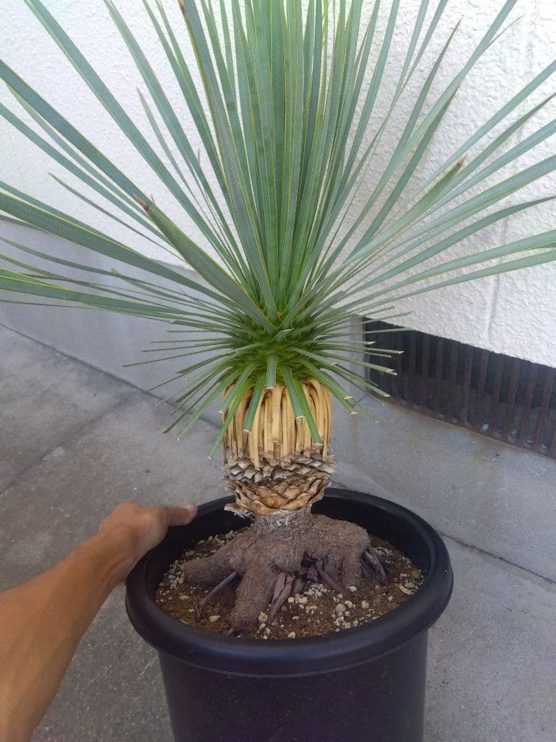 ユッカ　ロストラータ　10号鉢つき　根上がり❗