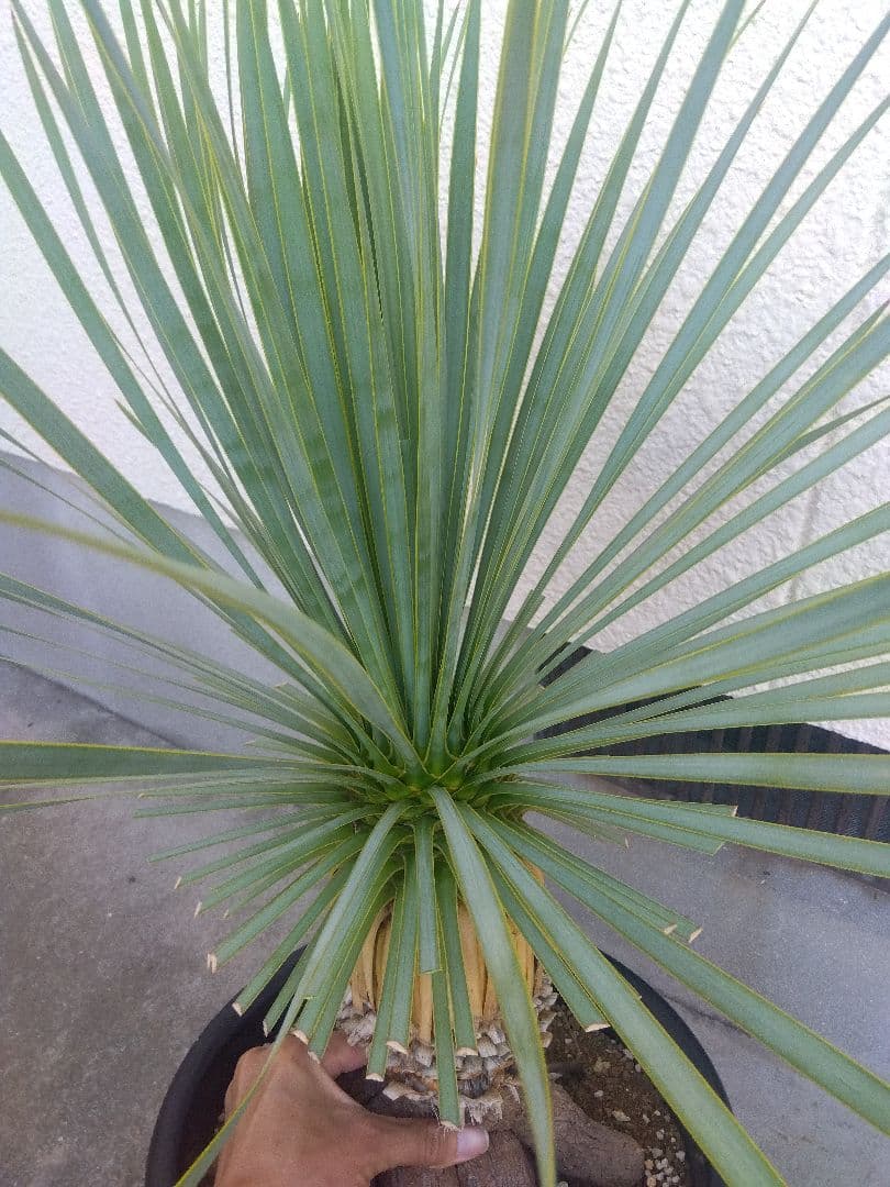 ユッカ　ロストラータ　10号鉢つき　根上がり❗