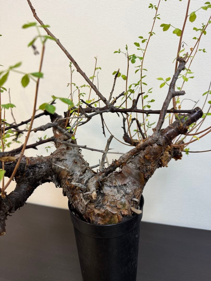 コミフォラ　ボラネンシス　現地球良型　発根済み