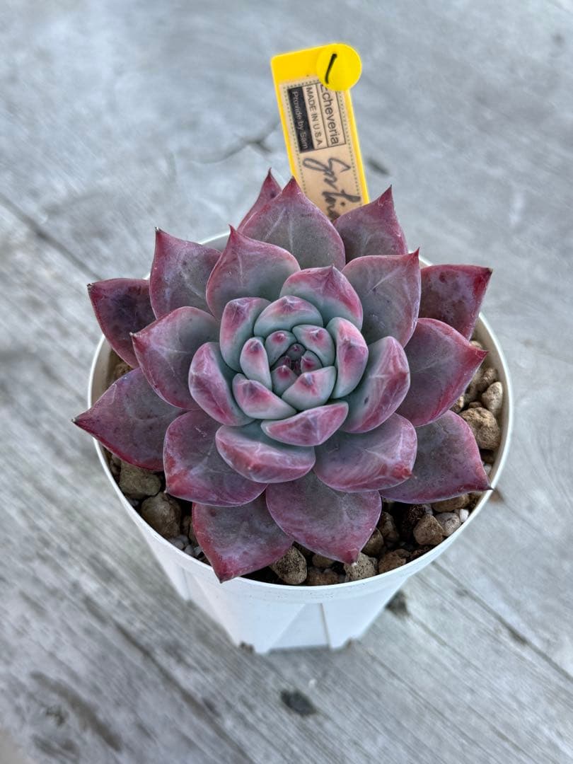 1 希少　SAMリンゼアナNo.6 カリフォルニア輸入　多肉植物