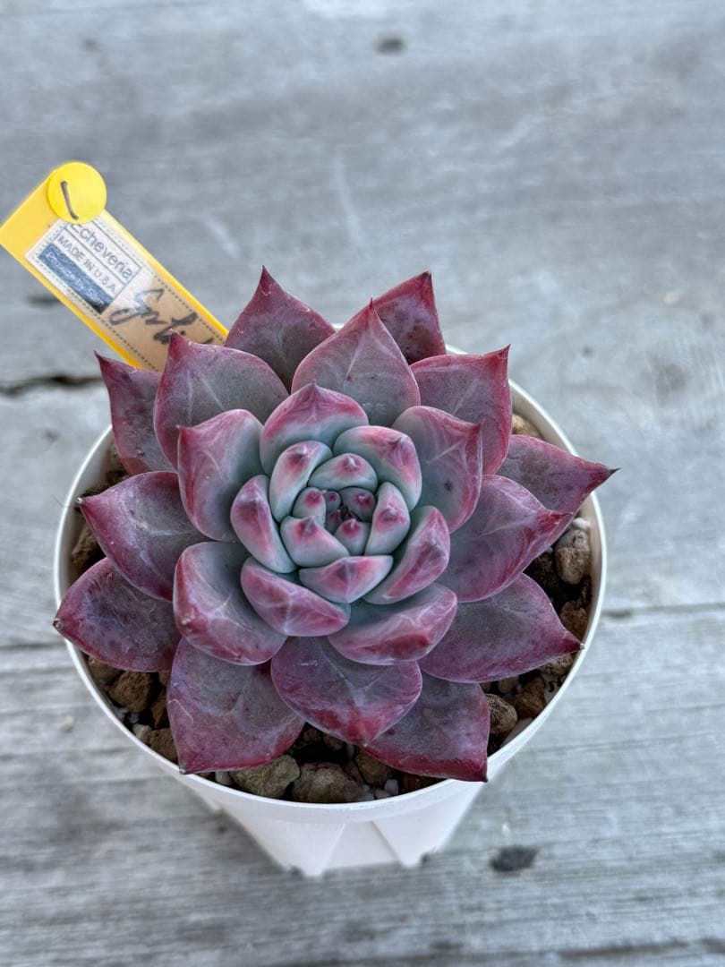 1 希少　SAMリンゼアナNo.6 カリフォルニア輸入　多肉植物