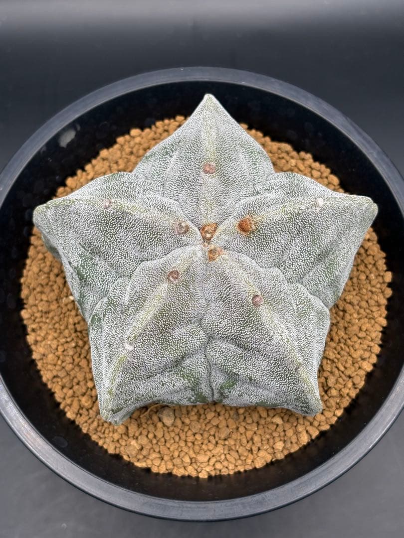 肋骨ストロンギ ストロンギロゴナム ランポー 実生