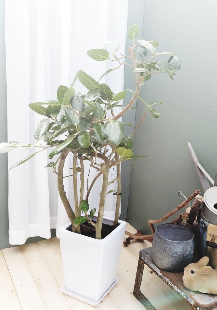 フィカス 曲がり ベンガレンシス 根上がり ８号