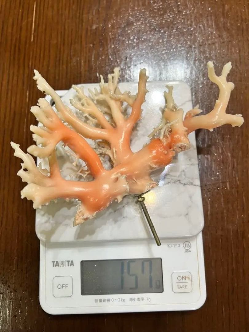 ピンク珊瑚　高知県産　2つ