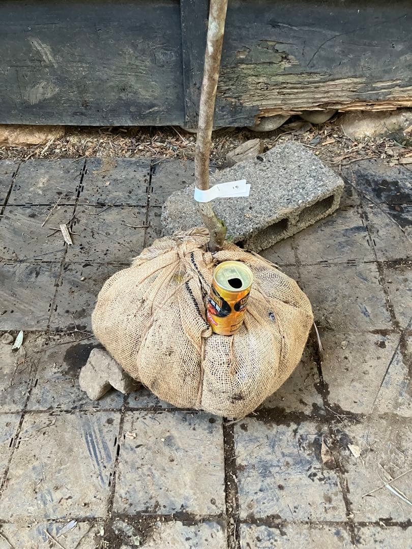 10 山採り　バイカツツジ