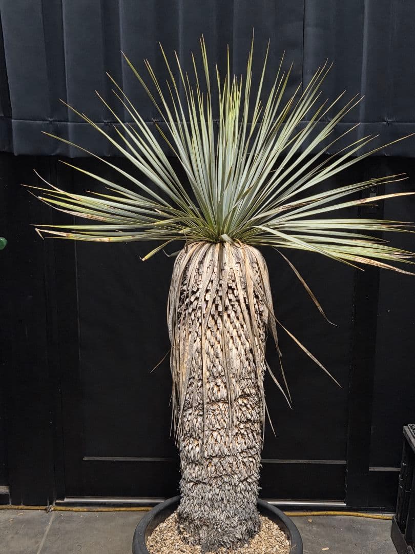 ユッカロストラータ 太株 (む)