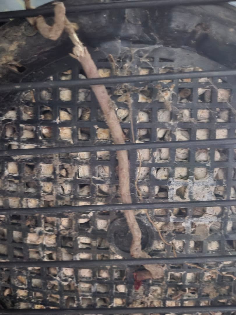 ユッカロストラータ 太株 (む)