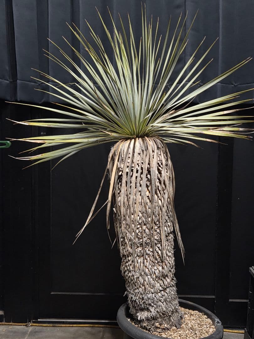 ユッカロストラータ 太株 (む)