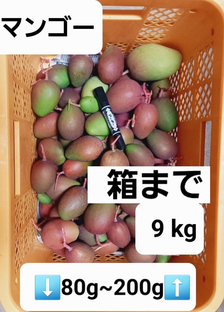 マンゴー+摘果 / 9 kg including box