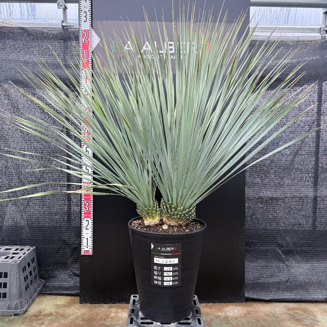 【AL1201】ユッカ　ロストラータ　ランチョブルー（品種名）　ダブルヘッド