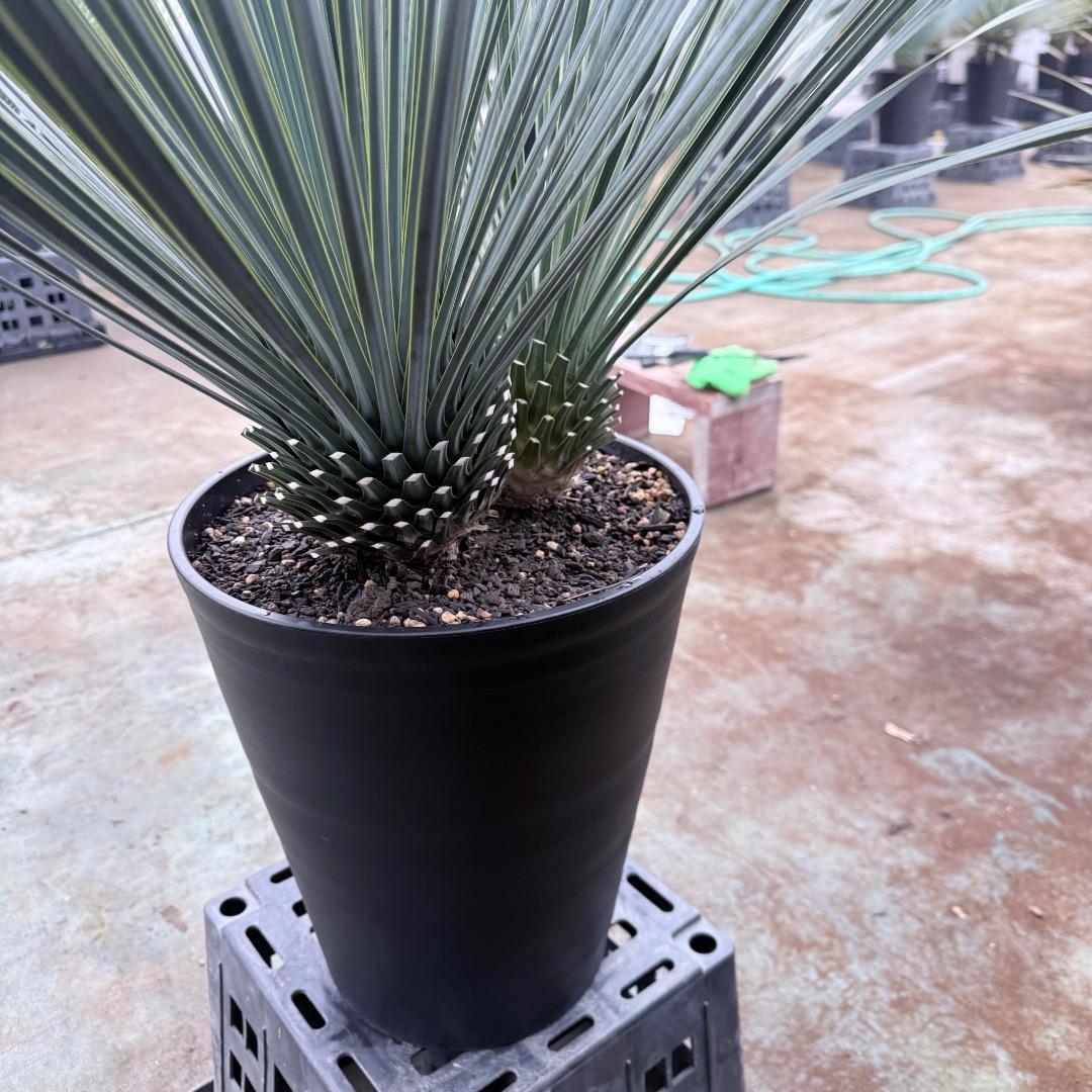 【AL1201】ユッカ　ロストラータ　ランチョブルー（品種名）　ダブルヘッド