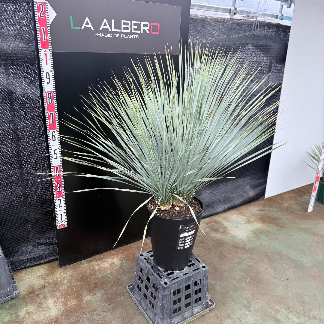 【AL1201】ユッカ　ロストラータ　ランチョブルー（品種名）　ダブルヘッド