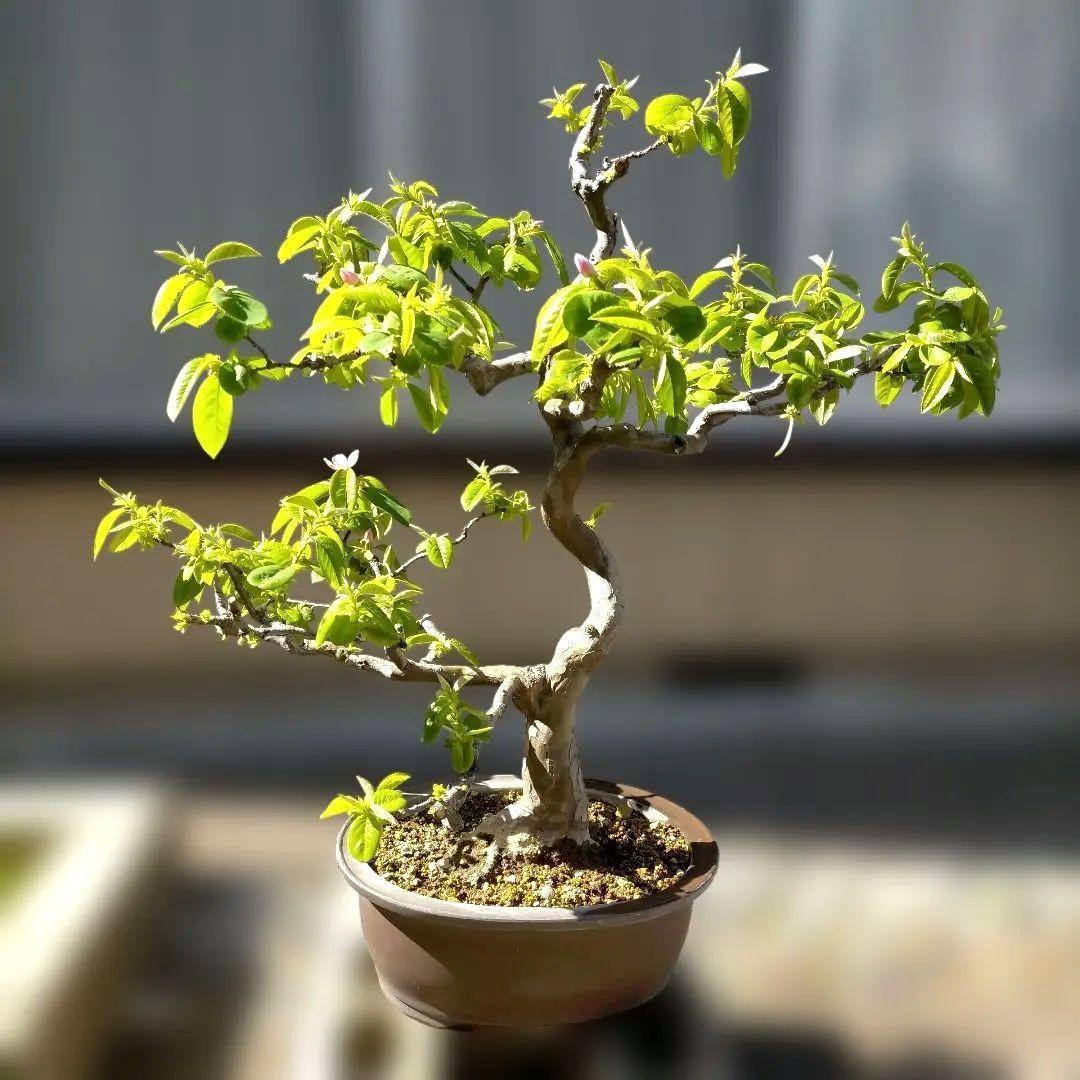かりん・カリン・果林・花梨の盆栽