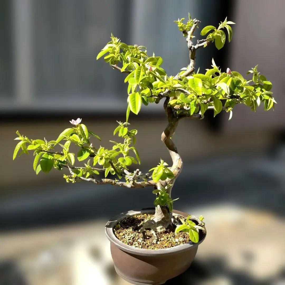 かりん・カリン・果林・花梨の盆栽