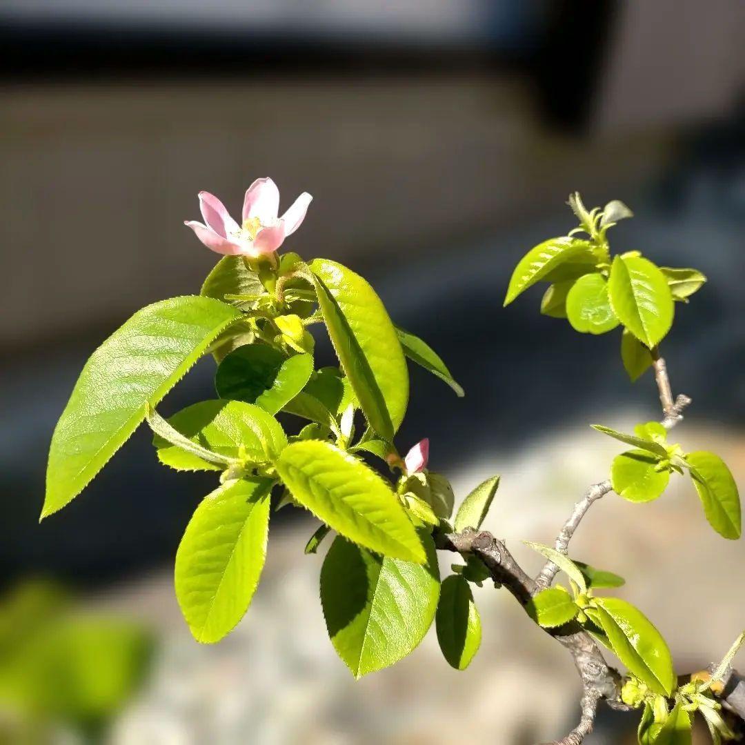 かりん・カリン・果林・花梨の盆栽