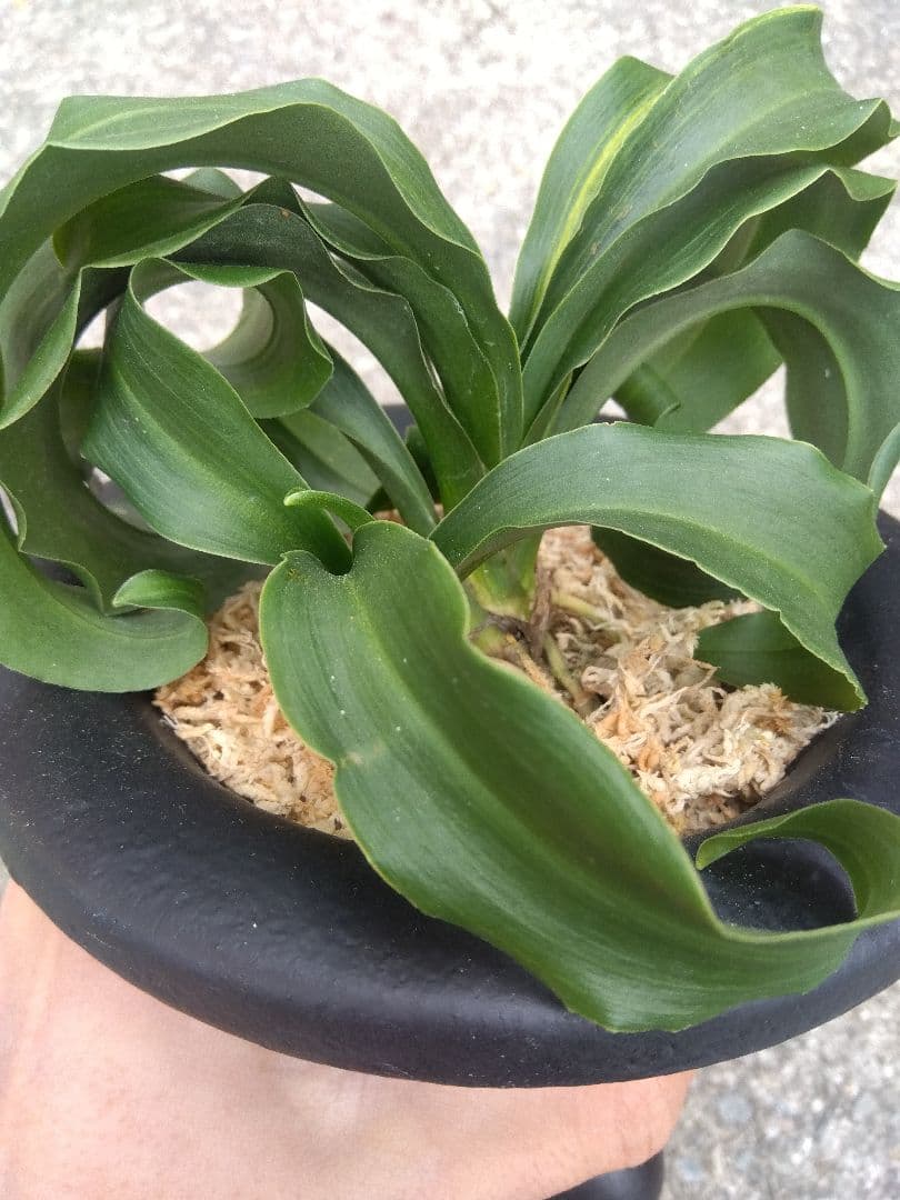 万年青　おもと　獅子　微縞斑　５号陶器鉢つき　子株2株つき❗　④