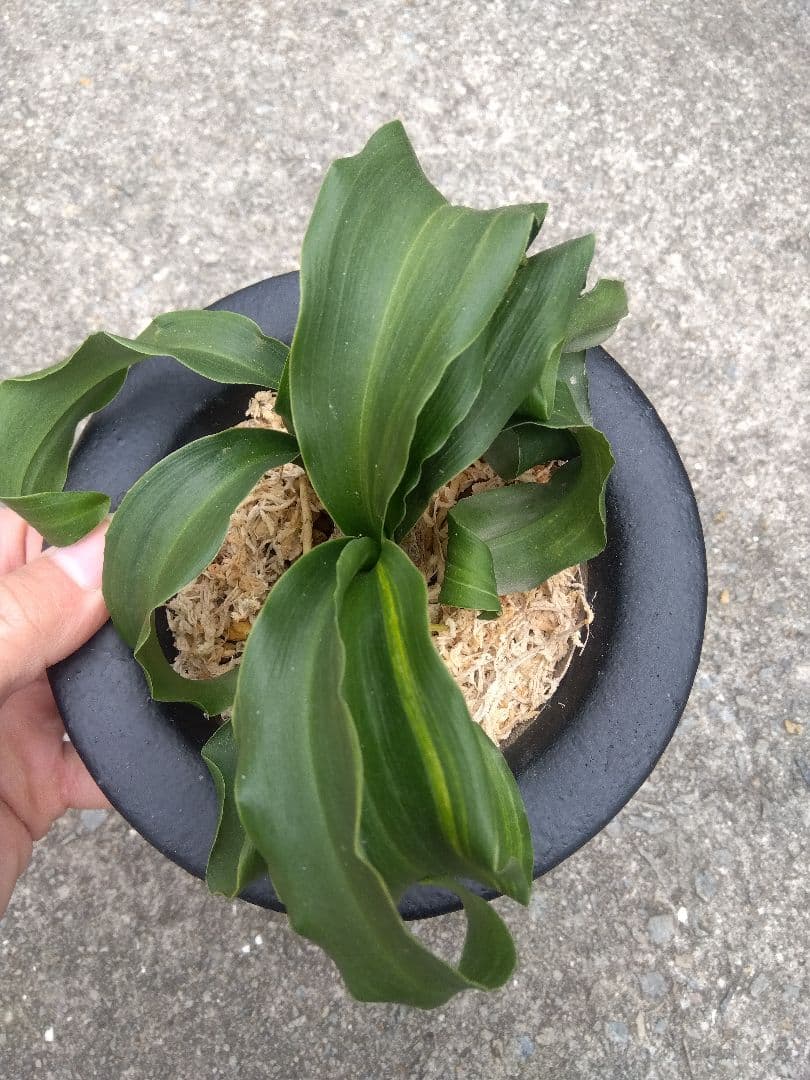 万年青　おもと　獅子　微縞斑　５号陶器鉢つき　子株2株つき❗　④