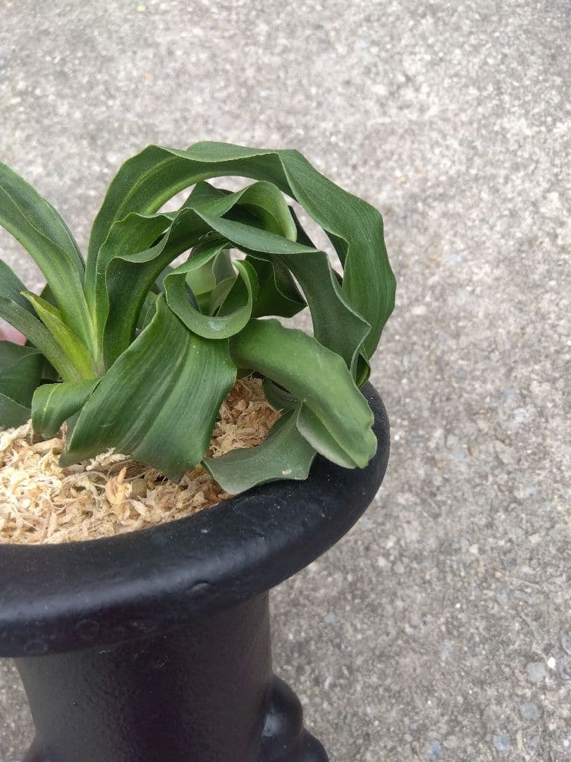 万年青　おもと　獅子　微縞斑　５号陶器鉢つき　子株2株つき❗　④