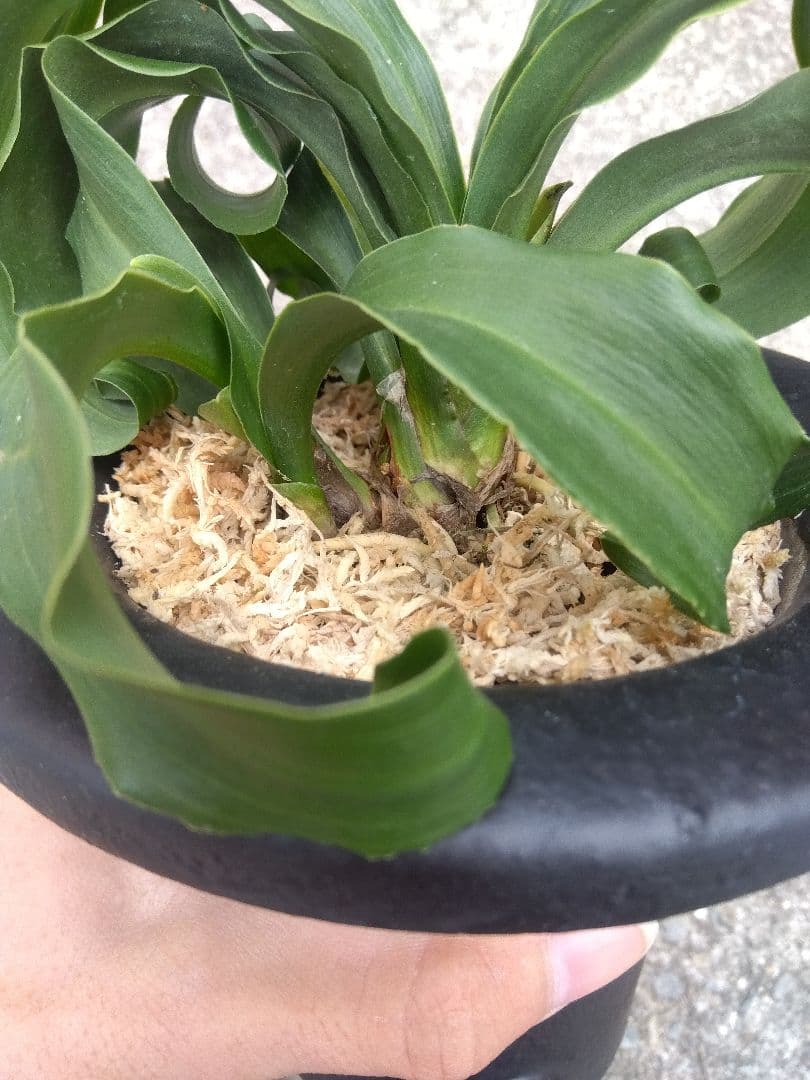 万年青　おもと　獅子　微縞斑　５号陶器鉢つき　子株2株つき❗　④