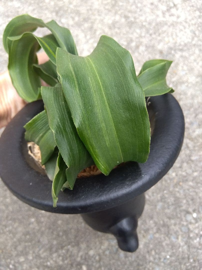 万年青　おもと　獅子　微縞斑　５号陶器鉢つき　子株2株つき❗　④