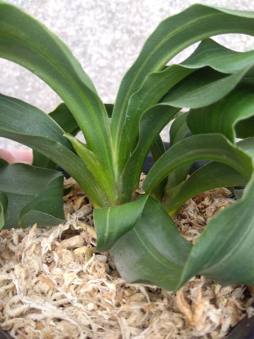 万年青　おもと　獅子　微縞斑　５号陶器鉢つき　子株2株つき❗　④