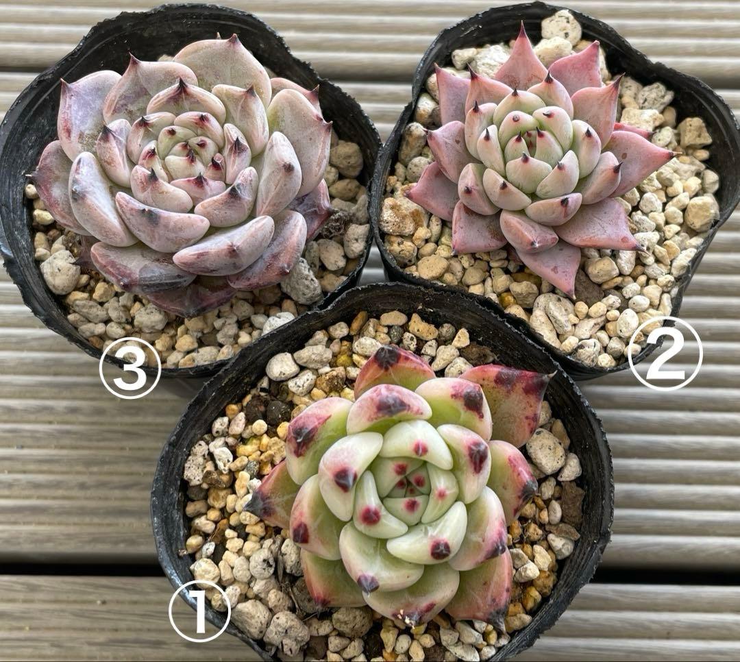 ざわわ×ロメオ　そわそわ×コロラータアテマハック　ざわわ×沙羅姫牡丹　多肉植物