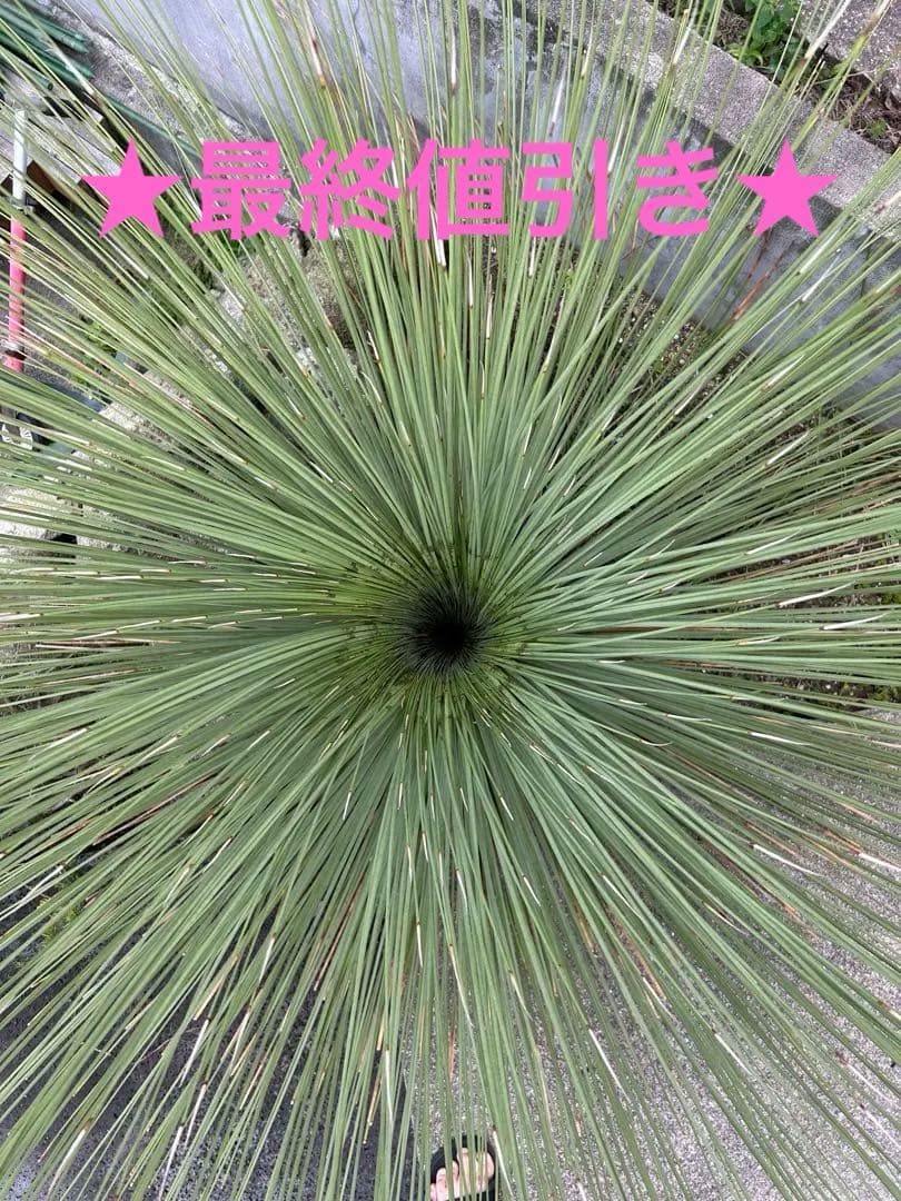 ダシリリオンロンギシマム 極太 引き取り限定　ドライガーデン　アガベ　ユッカ
