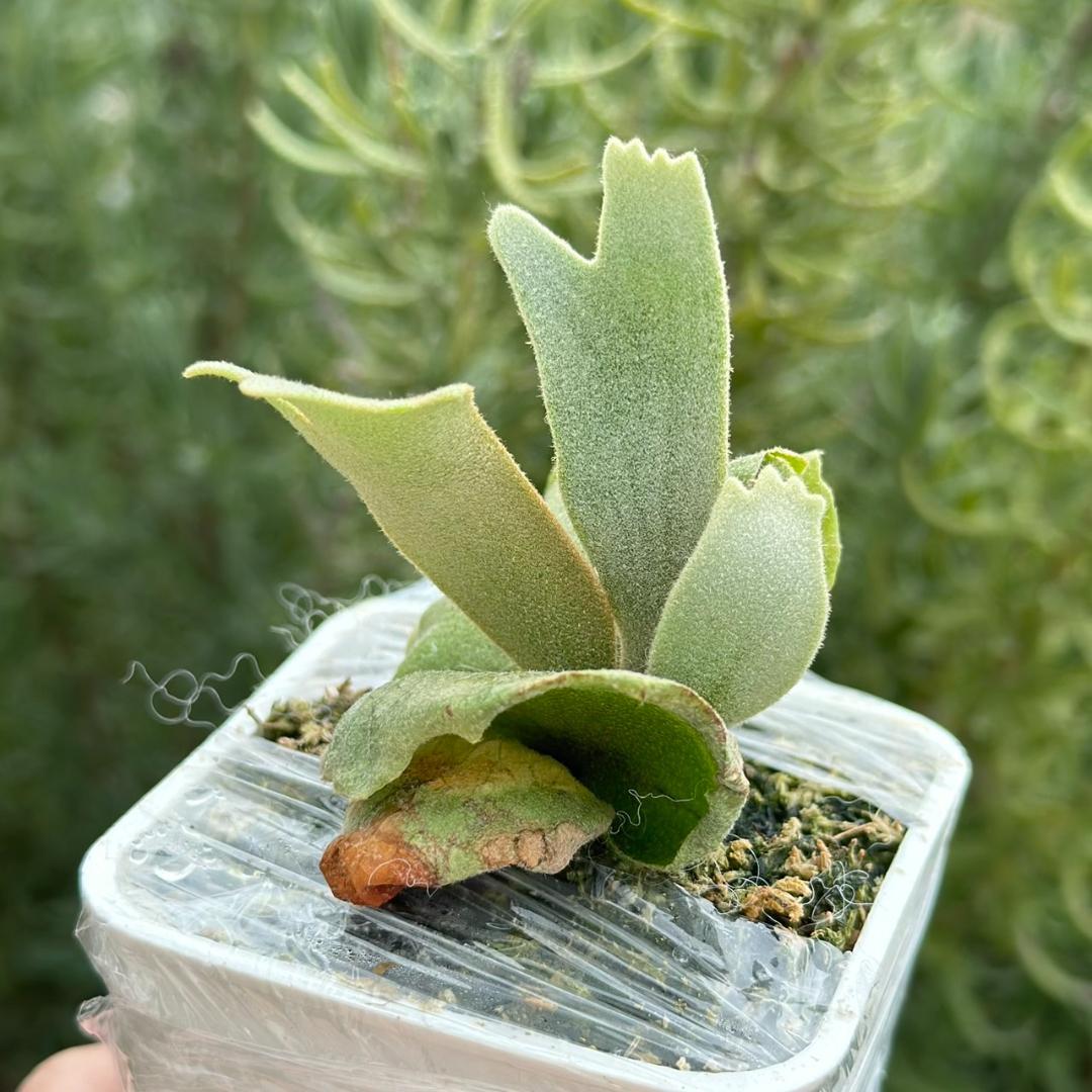 ビカクシダ P.Willinckii Tiara spore 01