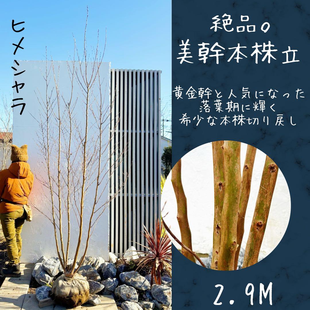絶品美幹。ヒメシャラ切り戻し本株立ち2.9M(鉢底から)