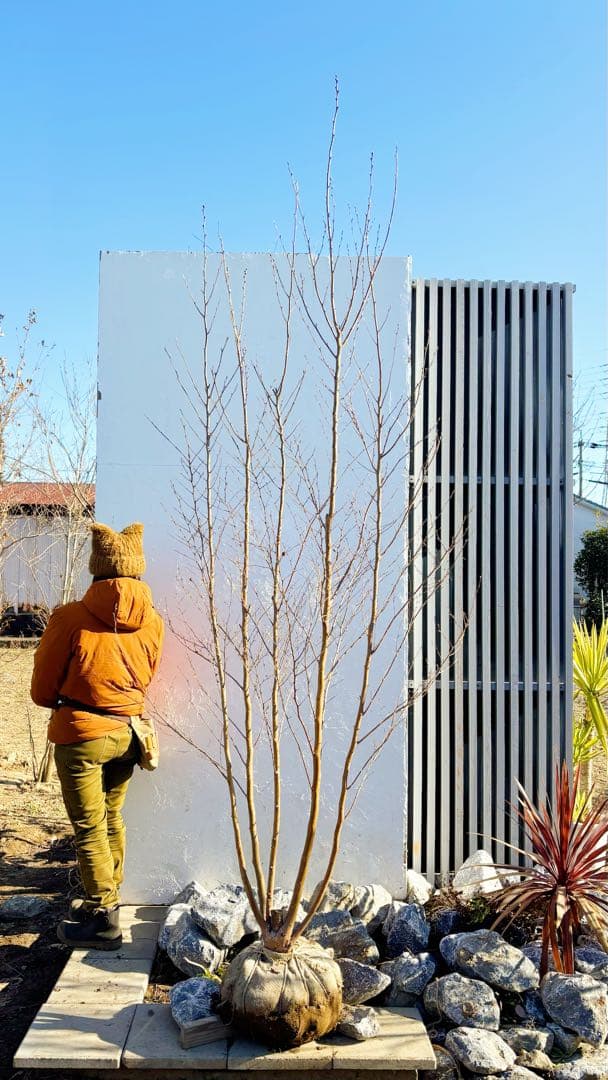 絶品美幹。ヒメシャラ切り戻し本株立ち2.9M(鉢底から)