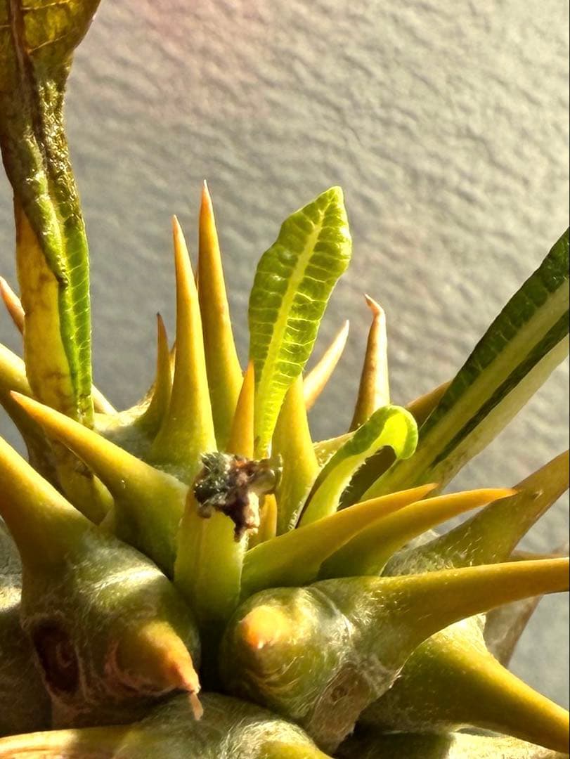 【新芽あり】パキポディウム　アンボンゲンセ　希少　塊根