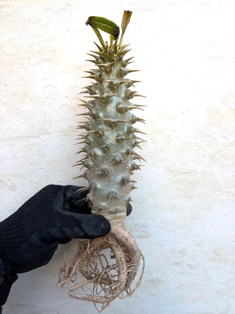 【新芽あり】パキポディウム　アンボンゲンセ　希少　塊根