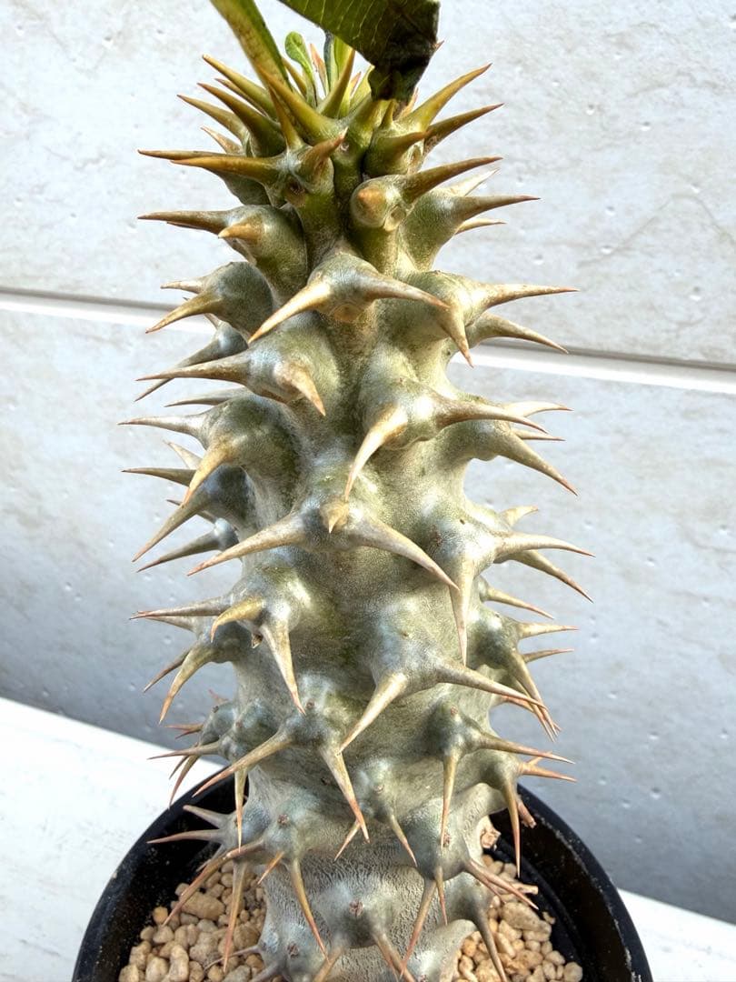 【新芽あり】パキポディウム　アンボンゲンセ　希少　塊根