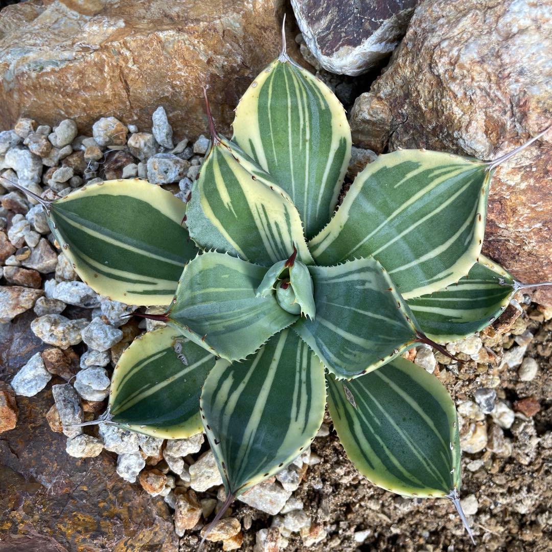 アガベ　ライムストリーク　３色斑