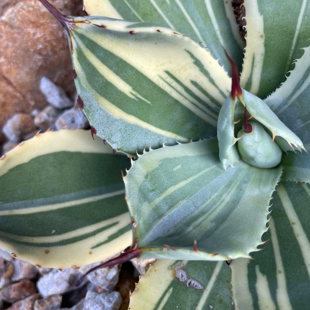 アガベ　ライムストリーク　３色斑