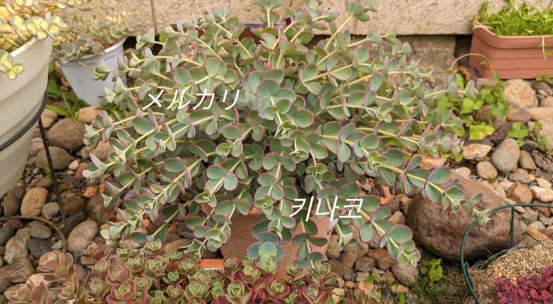 越中ミセバヤ カット苗 多肉植物