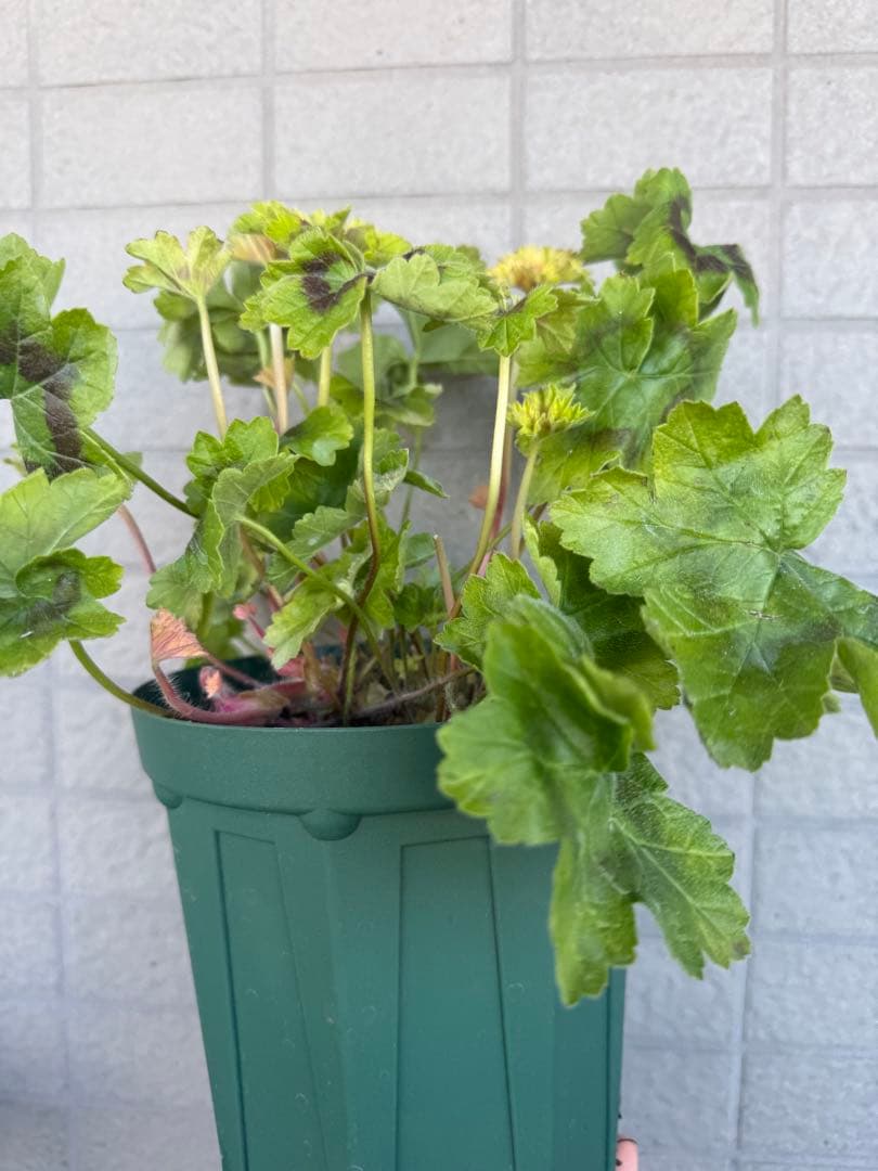 同捆専用ゼラニウム苗