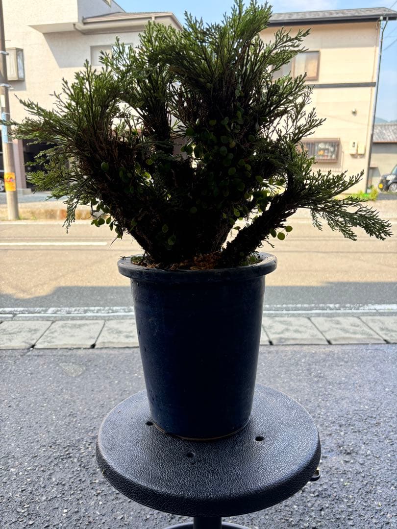 ❹ イワヒバ ( 岩松 ） 首長最上株物 ３０年以上物コニファー 鉢植え