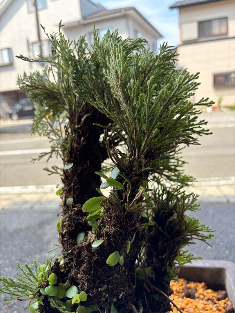 ❹ イワヒバ ( 岩松 ） 首長最上株物 ３０年以上物コニファー 鉢植え