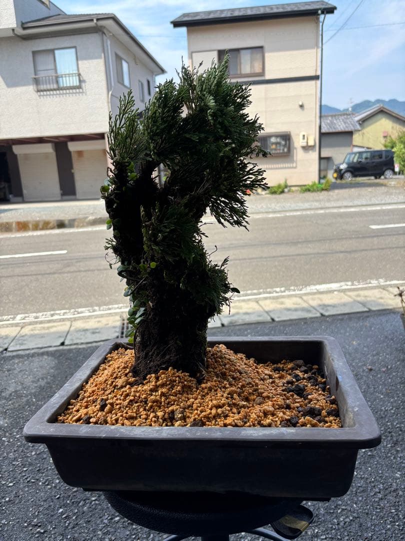 ❹ イワヒバ ( 岩松 ） 首長最上株物 ３０年以上物コニファー 鉢植え