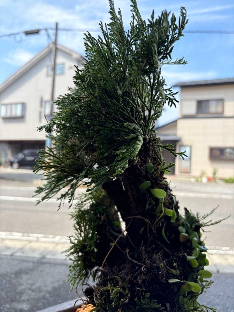 ❹ イワヒバ ( 岩松 ） 首長最上株物 ３０年以上物コニファー 鉢植え