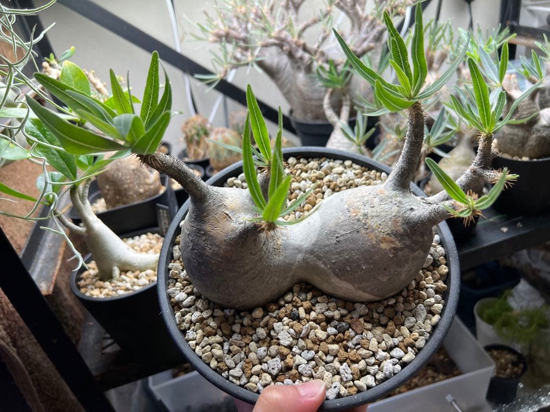 パキポディウム・グラキリス　二頭　現地球　発根