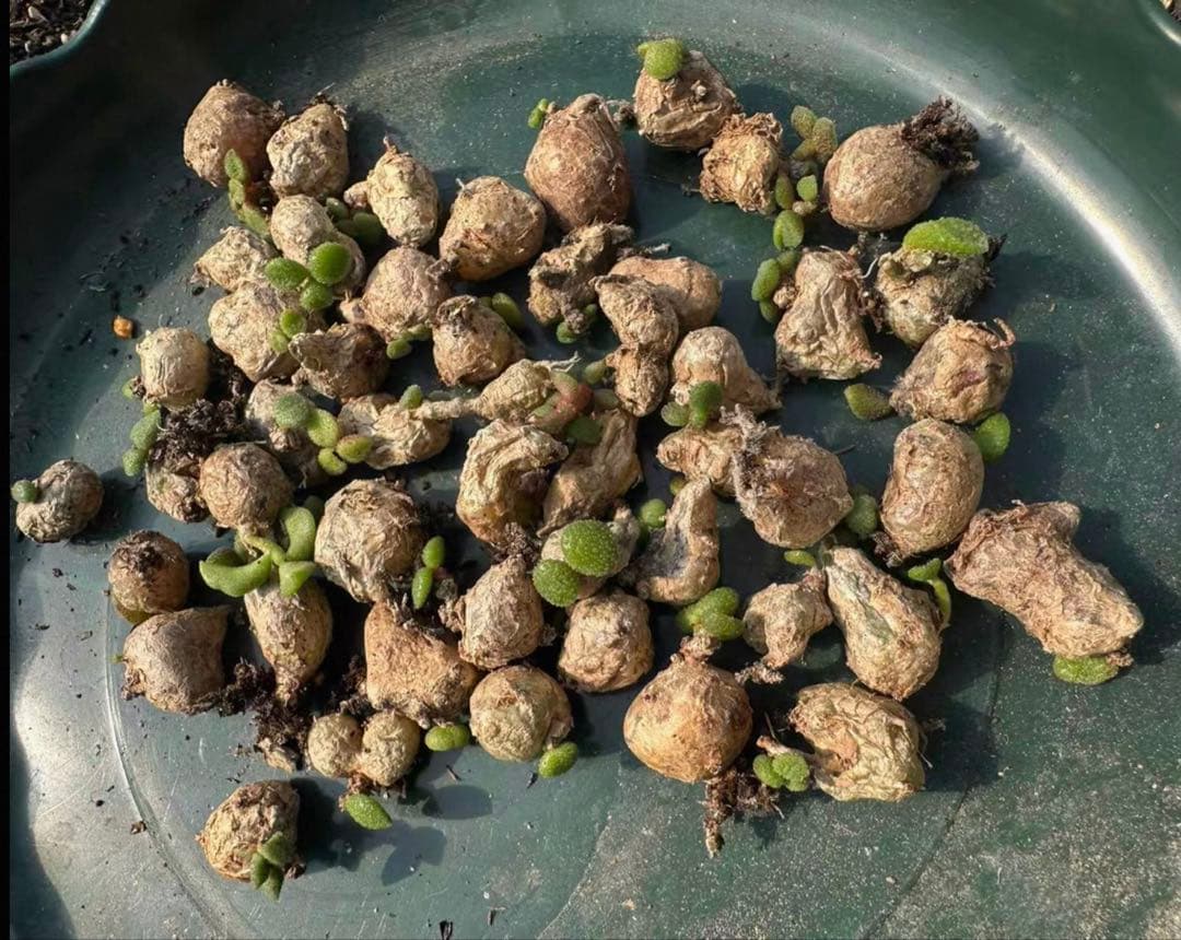 2株 珍奇植物チチレコドン シミリス コーデックス多肉植物 冬型根塊植物 発芽済