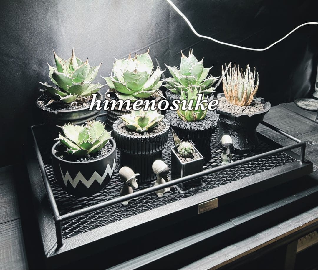 ☆送料込み☆水受けトレー付アイアン天板　即購入OK 植物棚　植物育成　アガベ