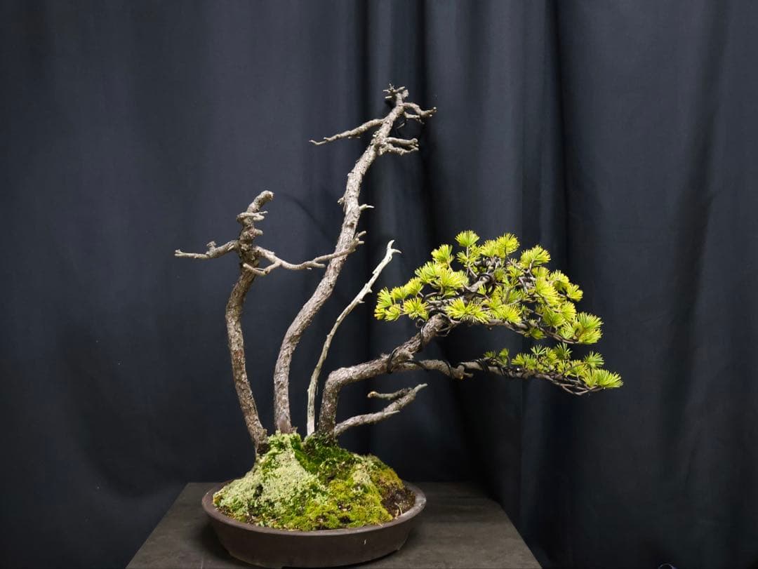 憲*様 フォロワー300人記念オークション五葉松 盆栽 天ジン　天シャリ　樹高4