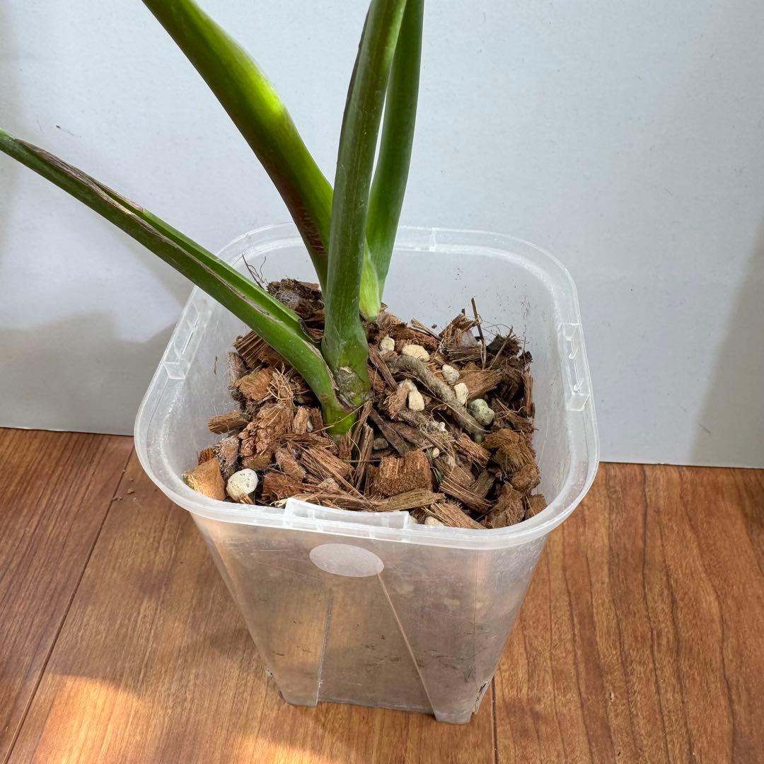 お得セット　モンステラデリシオーサ　イエローマリリン&ホワイトモンスター