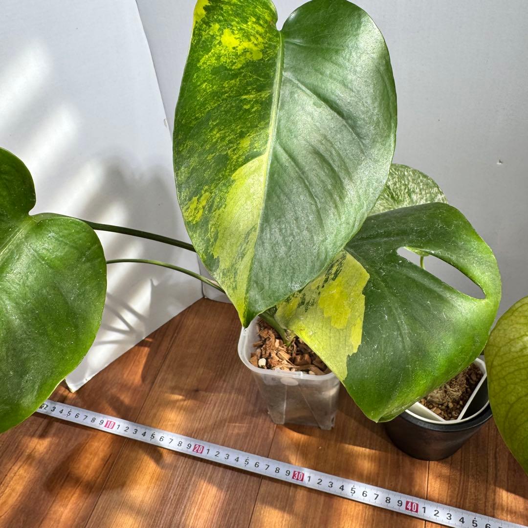 お得セット　モンステラデリシオーサ　イエローマリリン&ホワイトモンスター